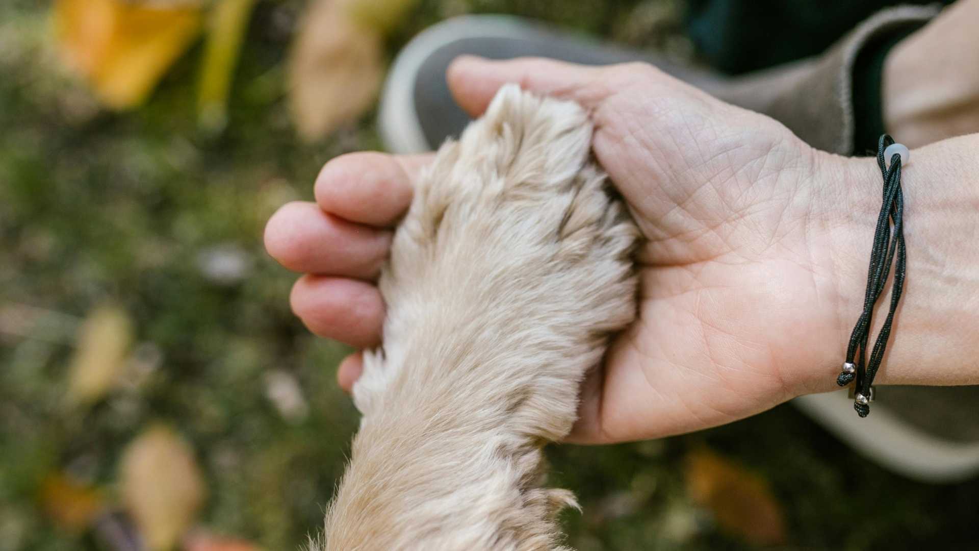 patitas de perro